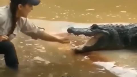 Girl inserting her hand in the crocodile mouth what happen next must watch😬😬