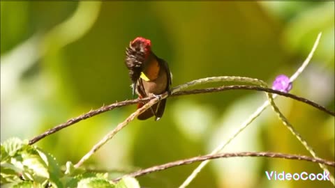 BEIJA flower bird of nature