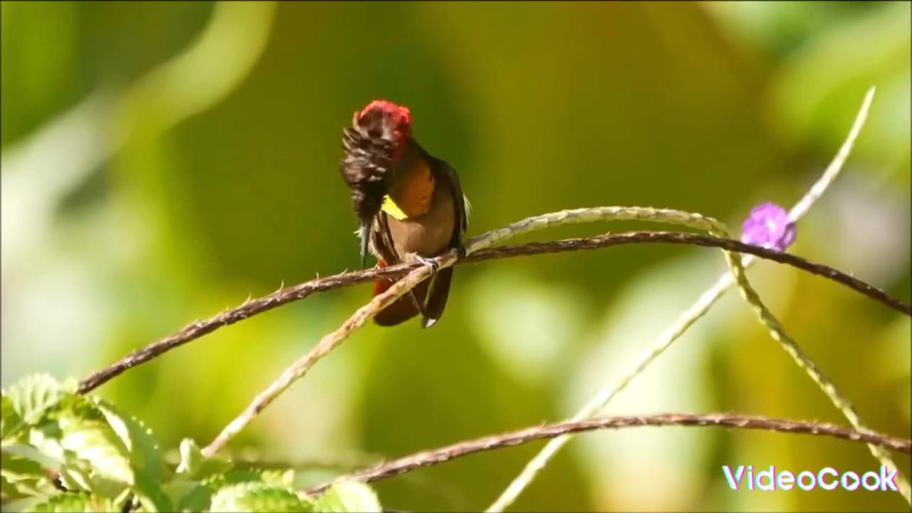 BEIJA flower bird of nature