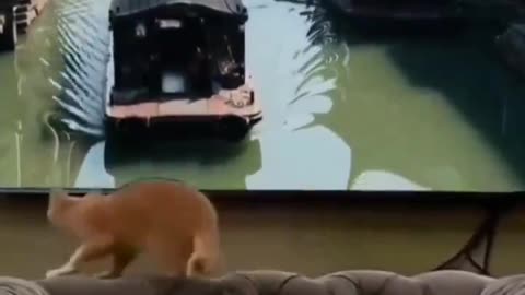 Cats 🤣