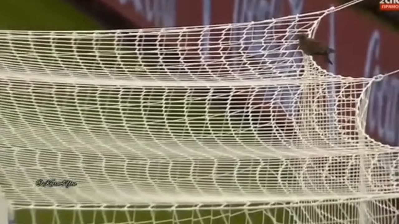 عندما وقفت حمامة على مرمى رايس مبولحي