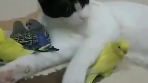 FUNNY CATS VIDEO