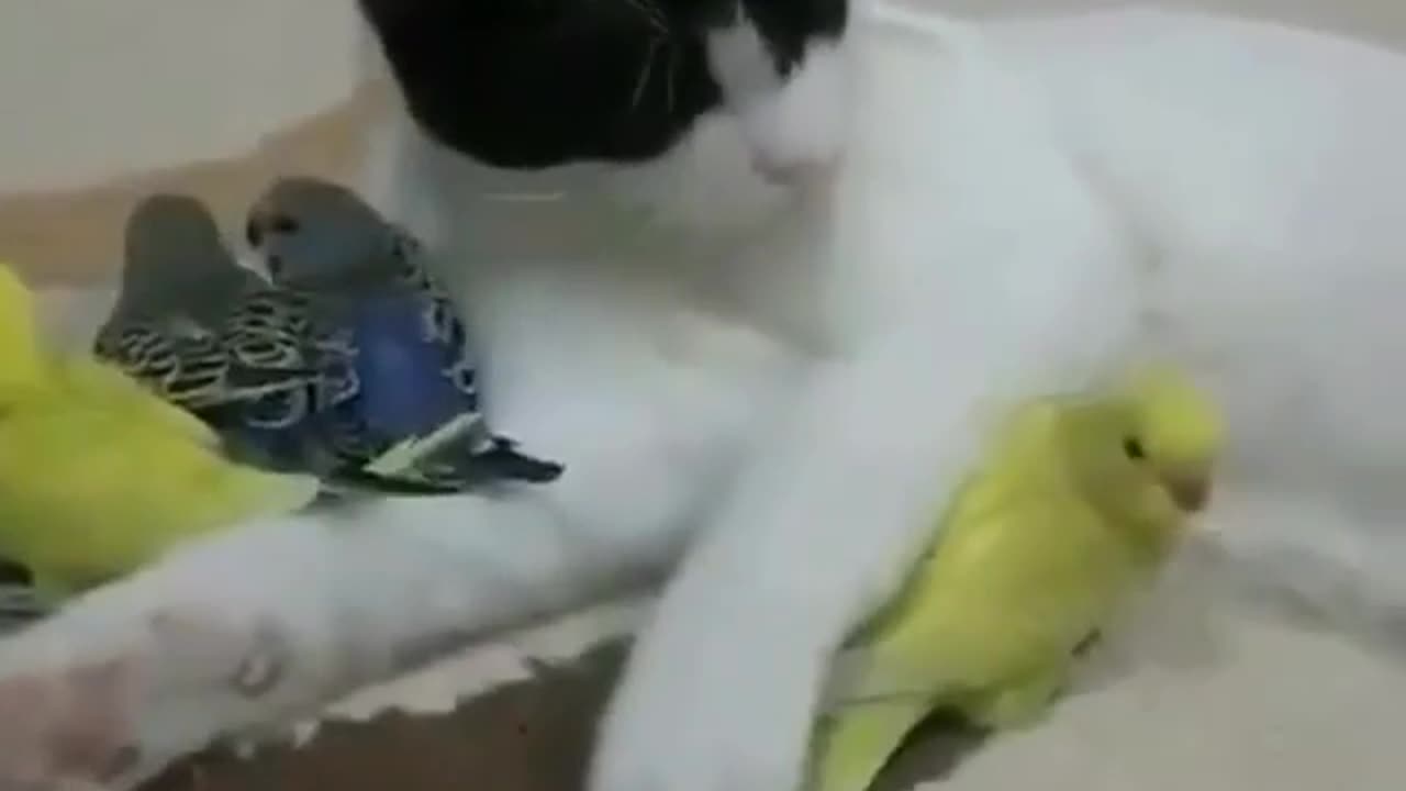 FUNNY CATS VIDEO