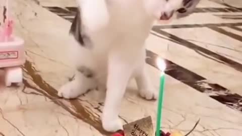 cat touching candle