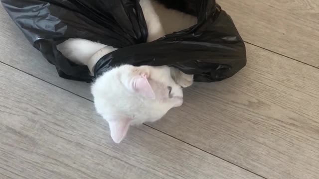 Сгеу cat in a bag