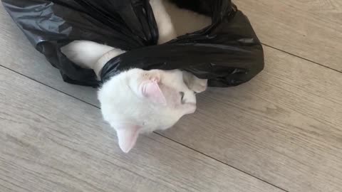 Сгеу cat in a bag