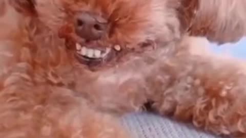 Dog laughing funny clip