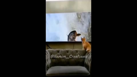 FUNNY ANIMAL VIDEO #5