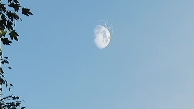 ⚠️ BREAKING: A spider has landed on the moon ⚠️