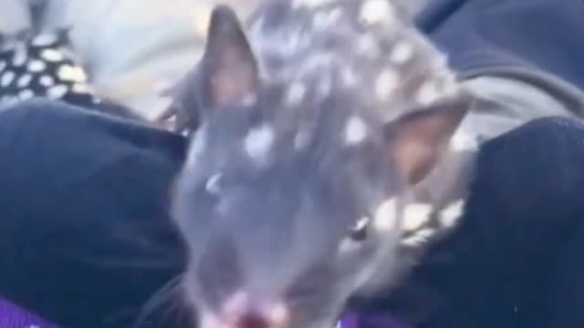 Quoll Cute And Exotic Animals In The World