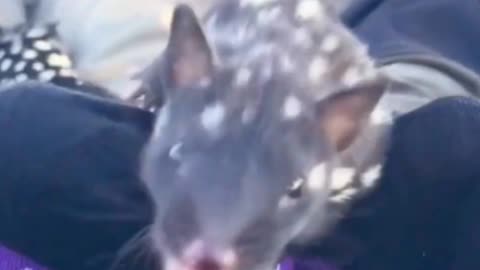 Quoll Cute And Exotic Animals In The World
