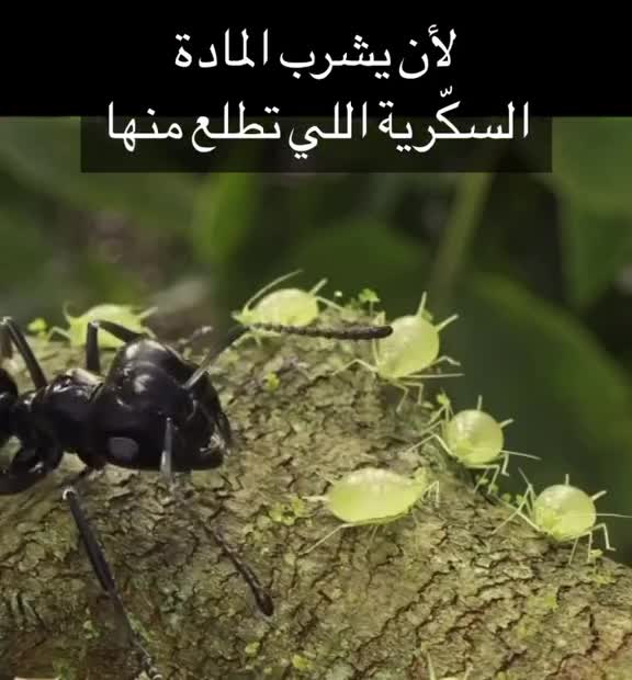 سبحان الله