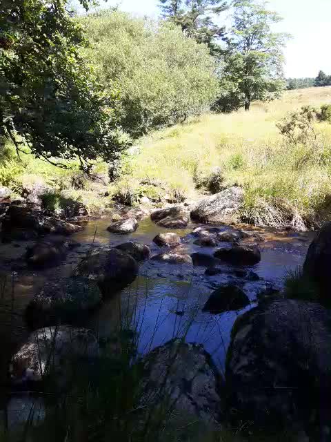 Cowslic river. AUG 2022. Dartmoor