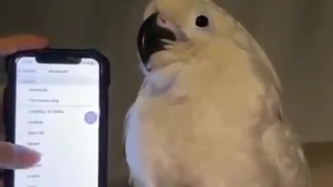 dancing parrot 🤠