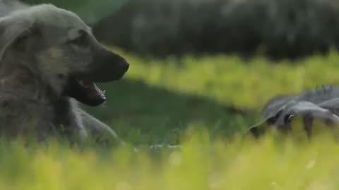 "Cute Dogs and Puppies in 4K: A Heartwarming Video to Brighten Your Day 🐶"