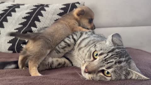 Funny Dog and Cat