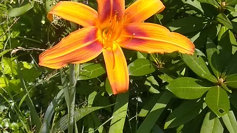 Tiger Lily