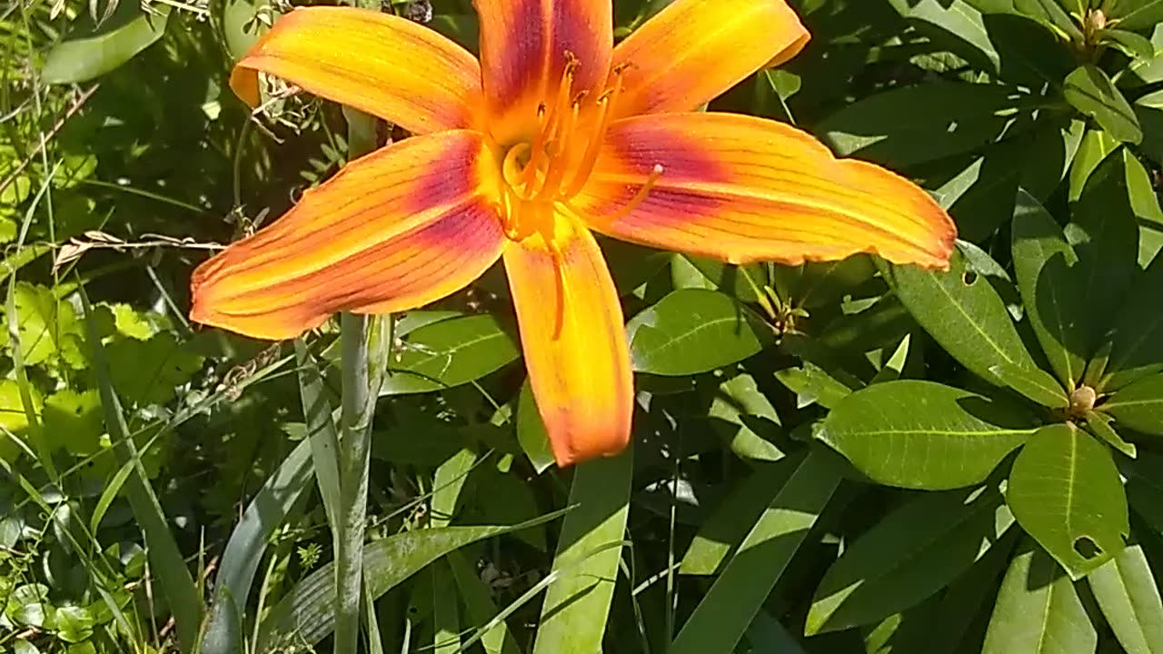 Tiger Lily