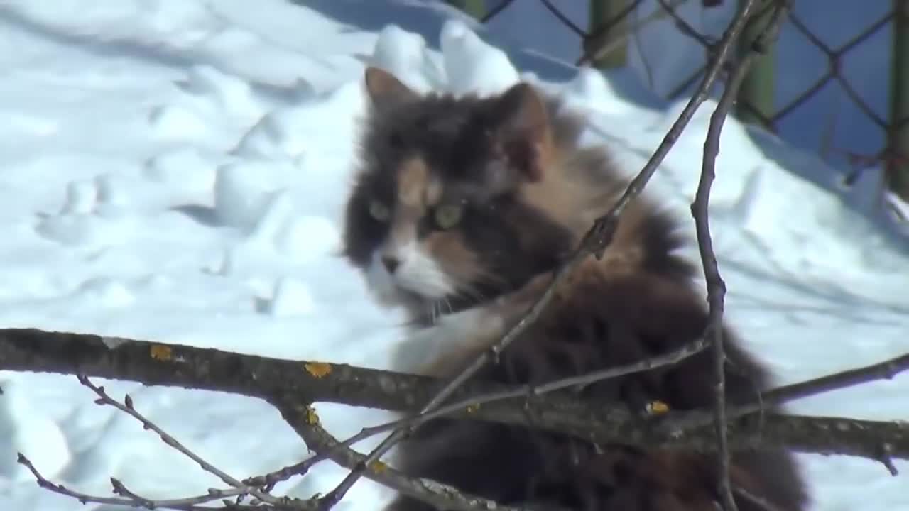 The cat walks in very deep snow