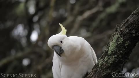 Tropical Birds with Names and Sounds in 4K -