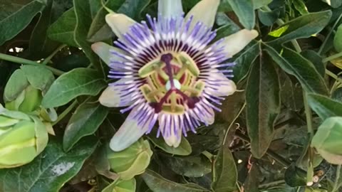 Passiflora Caerulea