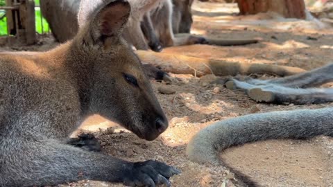 Kangaroo marsupial mammal