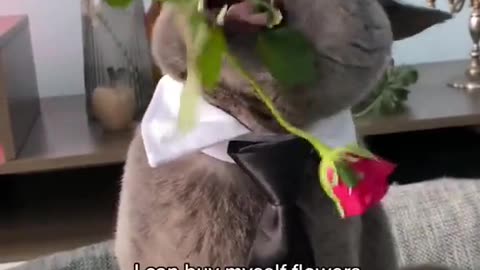 Funny Cats 4