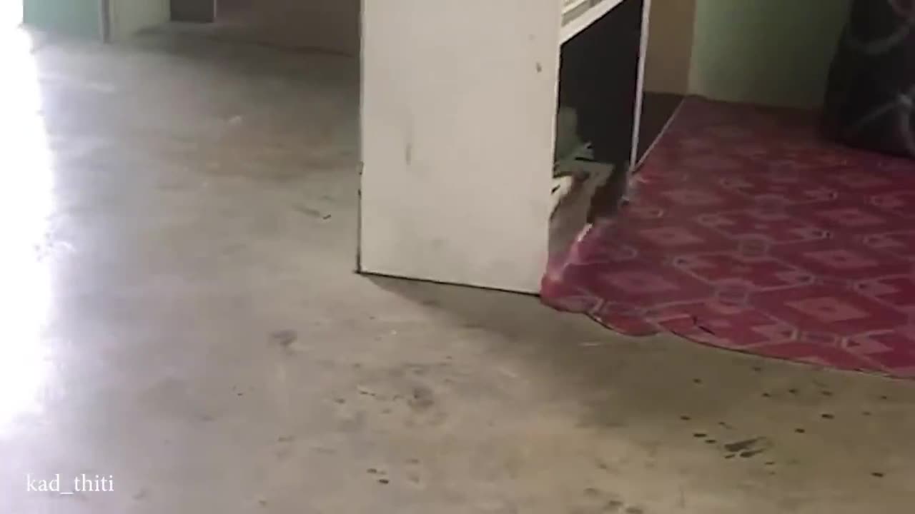 funny animals vidio