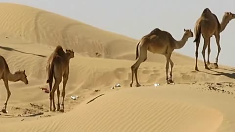 Camel runing Rajasthan funny video