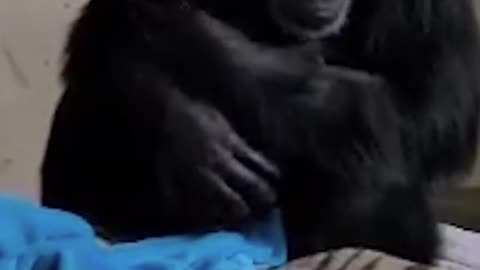 A mother # chimpanzee was reunited with her # baby after an emergency caesarean section. #