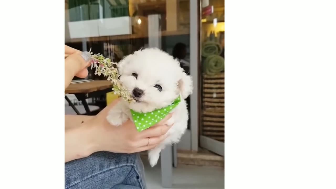 Best of funny dogs video