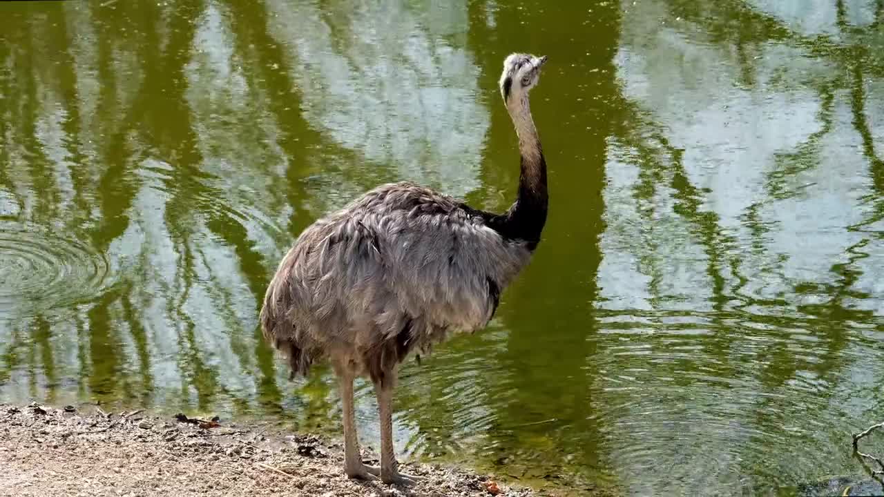Beautiful birds sound