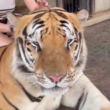 massage💆‍♀️🐯🥰