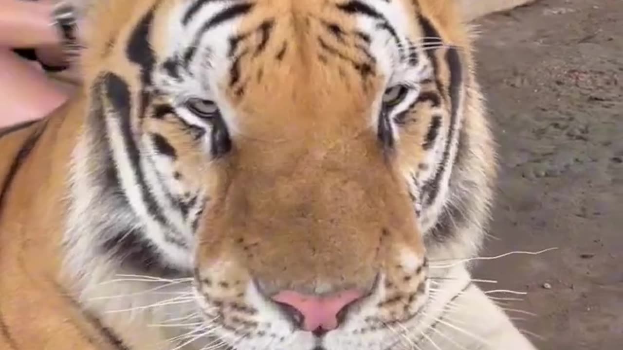 massage💆♀️🐯🥰