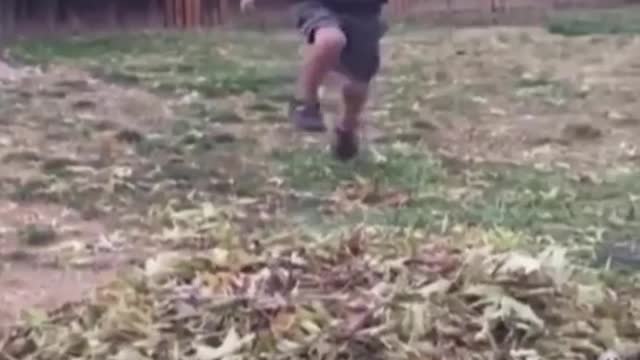 FUNNY ANIMALS VIDEOS TRY NOT TO P LAUGHLFUNNY CATS LEUNNY DOG