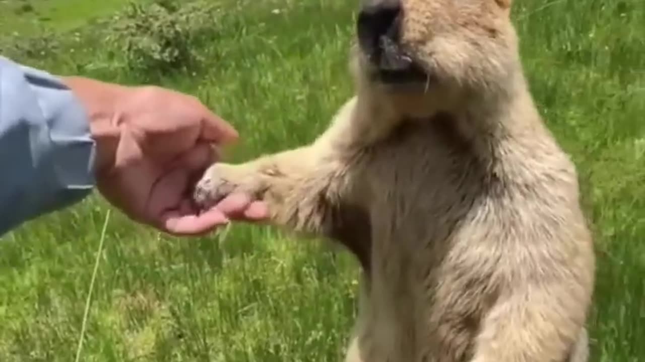 FUNNY ANIMALS VIDEO