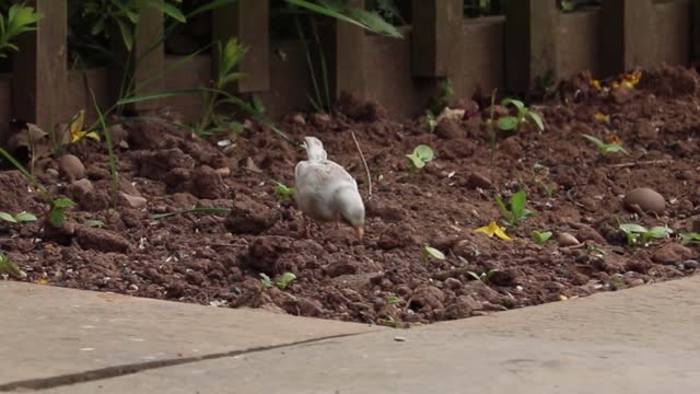 Beautiful bird in the jungle