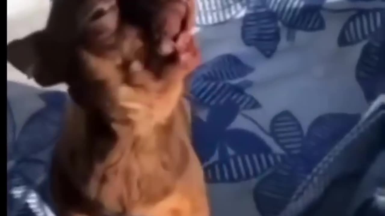 funny cats and dog compilation shorts🤣🤣