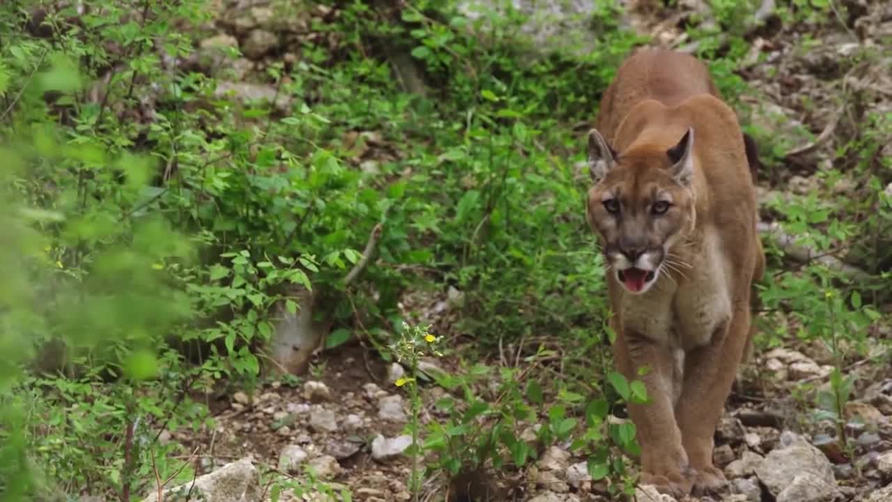 Lions is King But Fail! Mother Bear Save Her Baby From Puma Hunting, Giraffe vs Lions