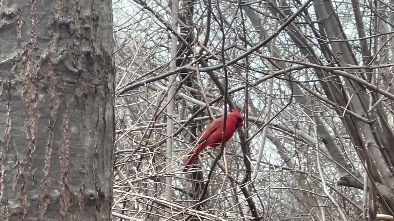 Beautiful male Cardinal in a tree