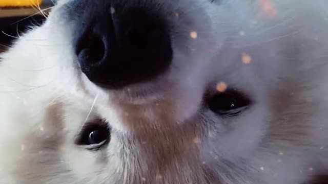 I don't think you've ever seen that lovely Samoyed