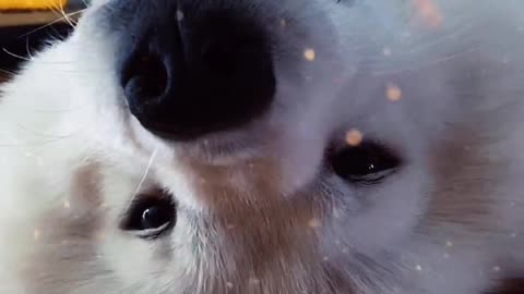 I don't think you've ever seen that lovely Samoyed