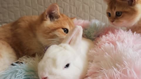 It's beneficial to have friends. Cute cat cuddles bunny