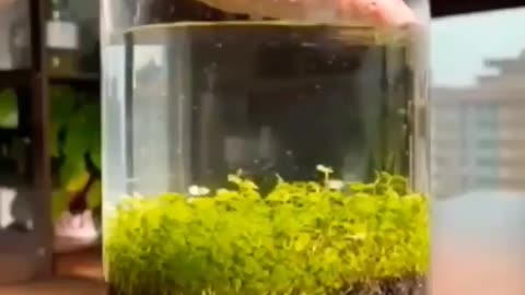 Which Fish Tank Is WORSE?
