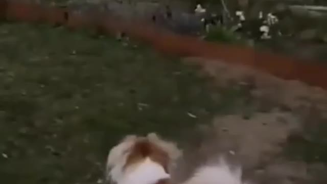 Cute and Funny Cat and Dog