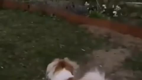 Cute and Funny Cat and Dog