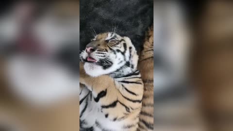 SLEEPING BEAUTIES: Rescued Tiger Cubs Found Underweight Now Have Round Bellies