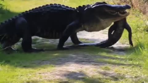 This is a beautiful and charming water-dwelling species