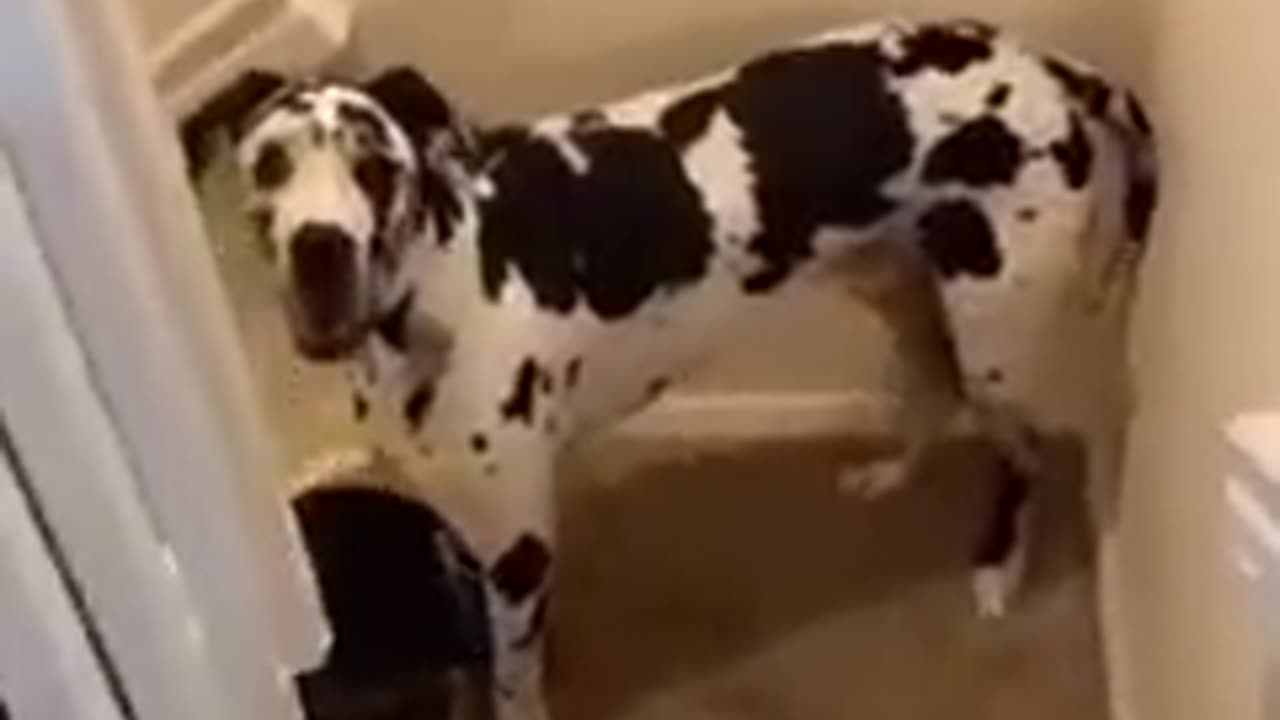 Best funny animal video