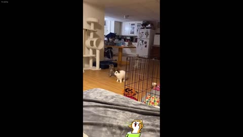 Dog and Cat Videos 4